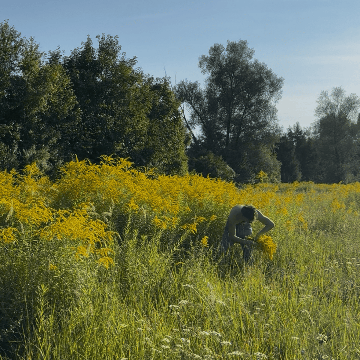 Reset-Tee - Mit Handgesammelten Wildkräutern