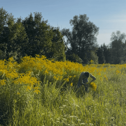 Reset-Tee - Mit Handgesammelten Wildkräutern